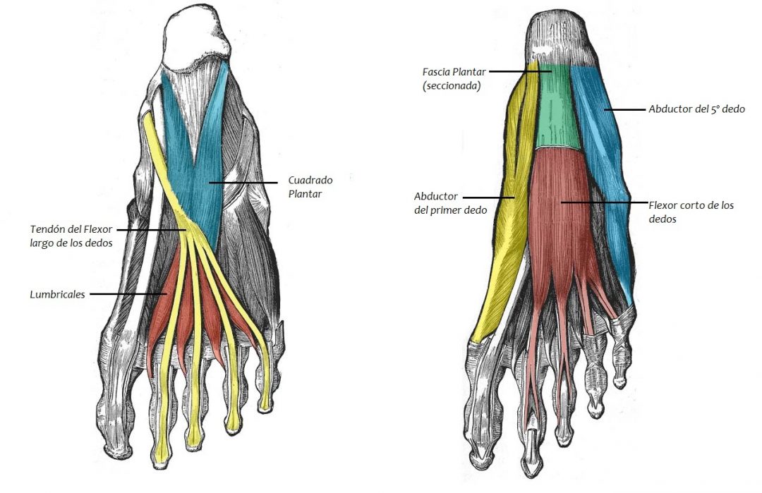 Musculos Flx Del Pie Iván Fisioterapia Zaragoza 7776