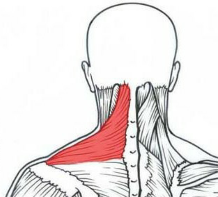 4 ejercicios para mejorar el cuello