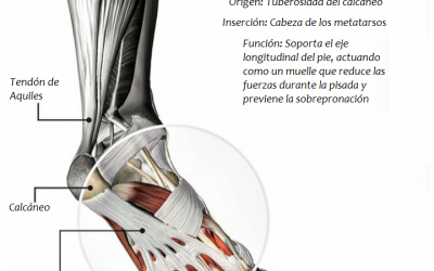 Evita la Fascitis Plantar con estos 4 consejos